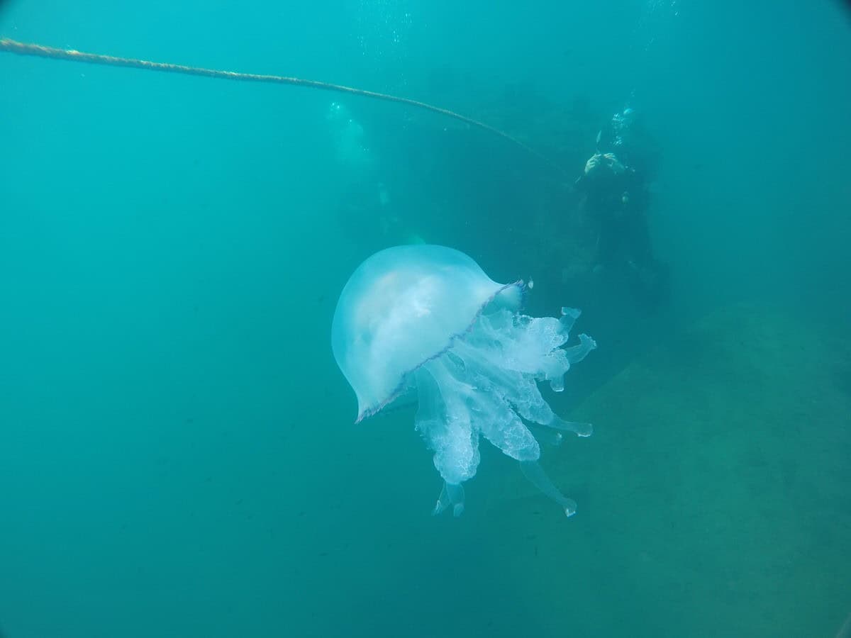 Погружение с аквалангом в Сочи в Черном море