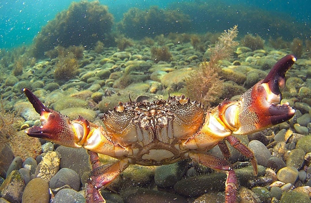 Погружение с аквалангом в Сочи в Черном море