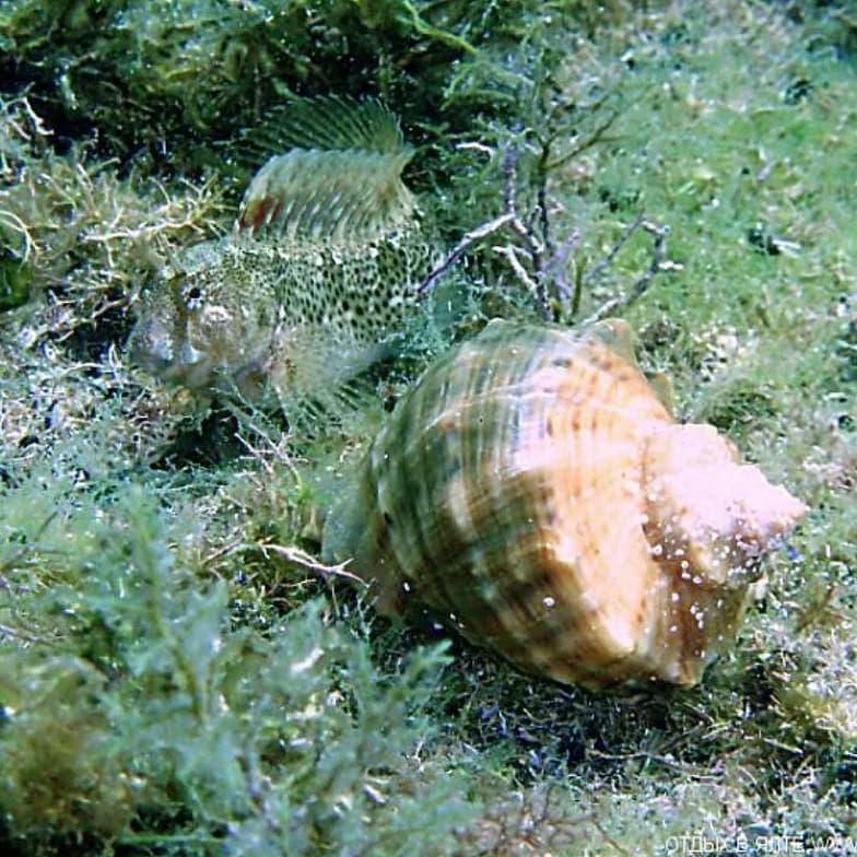Погружение с аквалангом в Сочи в Черном море